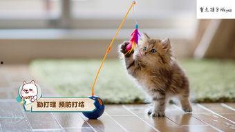 娱乐吃瓜酱猫咪视频